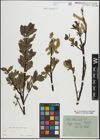 Foto von Salix hastata L.
